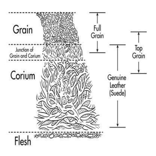 Da thuộc nguyên tấm gồm một phần lớp grain bền chắc và lớp corium có mật độ sợi thoáng